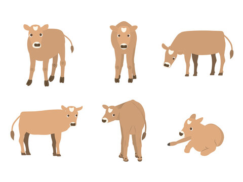 ジャージー牛 Images Browse 233 Stock Photos Vectors And Video Adobe Stock