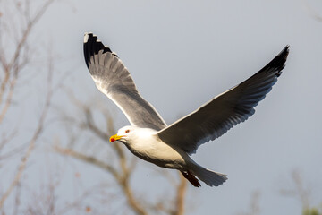 Möve in flight in the dählhölzli zoo bern