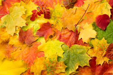 Naklejka na ściany i meble Abstract autumn background made of bright natural multi-colored maple leaves.
