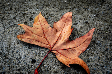 Fallen sycamore leaf on ashen ground. Fallen leaf in autumn. Autumn at İstanbul
