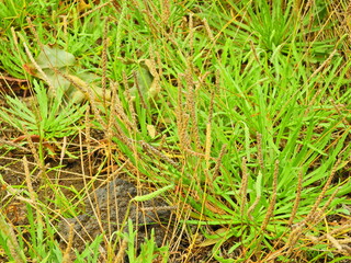 Buck's-horn (Plantain Plantago coronopus)