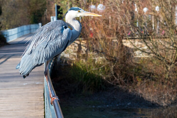 bird siesta and flight in bern zoo