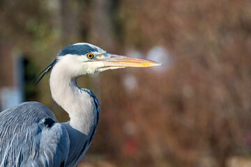 bird siesta and flight in bern zoo