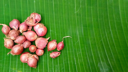 group of vibrant fleshy juicy mature red small onions Allium cepa Aggregatum placed on a green...