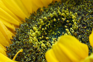 Zagadka, słonecznik fotografowany z bliska. Close-up.