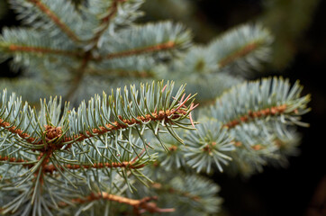 Naklejka na ściany i meble Photo of young spruce branches