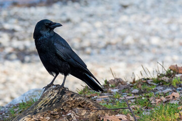 Raven on the river bank in winter