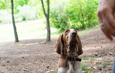beagle in the park