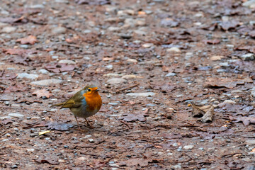 robin on a walk in the forest