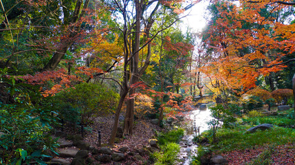 紅葉した木々が彩る秋の日本庭園