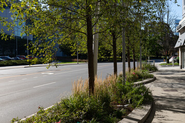 Row of Green Trees along an Empty Sidewalk and Street in Downtown Stamford Connecticut 