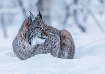 lynx in winter forest