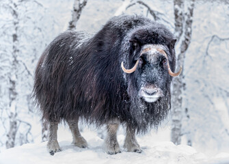 musk ox in snow