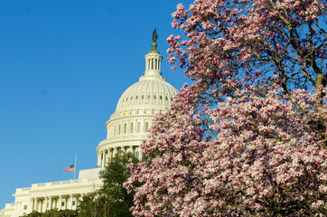 U.S. Capitol Building during springtime with blossoms of flowering trees.- Washington D.C. United Staes of America