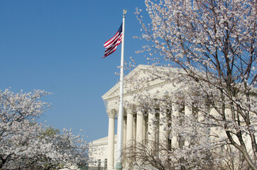 United States Supreme Court Building and cherry blossoms in springtime - Washington D.C. United States of America