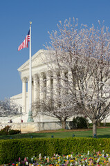 United States Supreme Court Building and cherry blossoms in springtime - Washington D.C. United States of America - obrazy, fototapety, plakaty