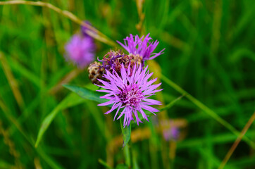 The beautiful pink flower and buds of Centaurea jacea, also known as Brown knapweed. A native open woodland plant of Europe