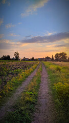 sunset in the field