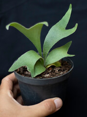 Small Alcicorne plant in a pot