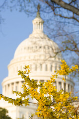 U.S. Capitol Building tome in autumn foliage - Washington D.C. United States of America
