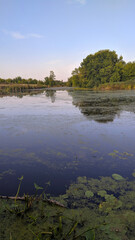 lake and forest