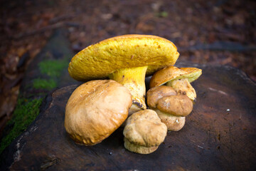 Forest mushrooms on the stump close up view.