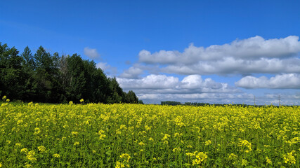 field of dandelions