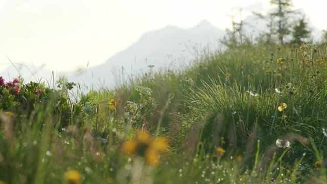Mountain biker pedals through flowers and tall grass in one direction then the other
