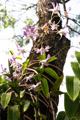 Zbliżenie na fioletowe kwiaty w ogrodzie na jasnym tle. © insomniafoto