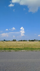 landscape with cows