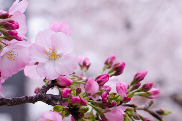 Cherry blossoms close up during Cherry Blossom Festival in Washington D.C. United States