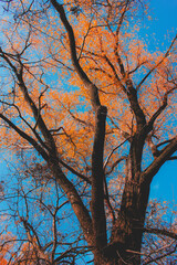 trees in autumn