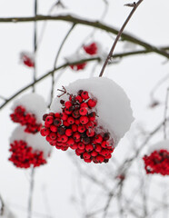 Red winter berries under the snow. Rowan bush.