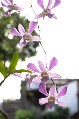 Zbliżenie na fioletowe kwiaty w ogrodzie na jasnym tle. © insomniafoto