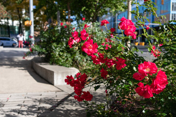 Fototapeta na wymiar Beautiful Dark Pink Roses along the Sidewalk in Downtown Stamford Connecticut 
