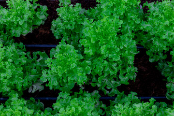 organic vegetable farm, food  safety agriculture technology, green vegetables background