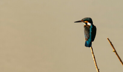 Common kingfisher,