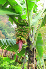 flowering banana