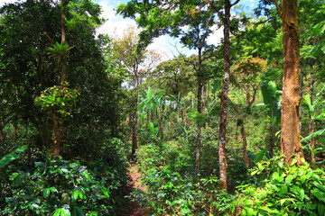 rainforest plantation