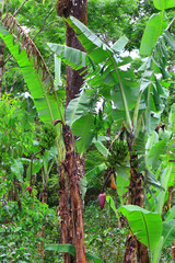 flowering banana