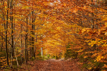 Landscape with road through forest