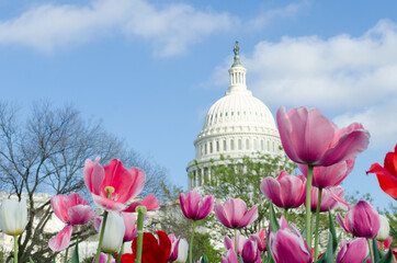 United States Capitol Building and tulips - Washington D.C United States