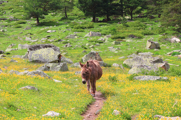 mountain path