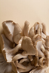 A cluster of oyster mushrooms with their fleshy caps, gills and stipes on a light ocher background. There is a copy space in the upper portion of the photograph.   