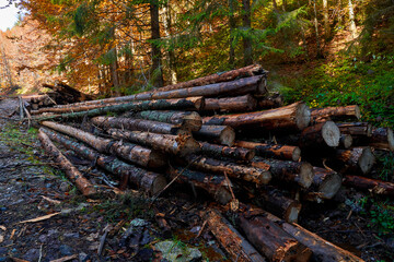 Pine logs in the forest, deforestation