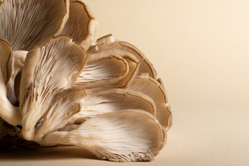 An overlapping oyster mushrooms with their fleshy gills and rudimentary stipes on a light ocher...
