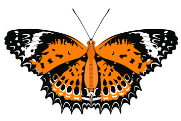 butterfly Cethosia nietneri isolated on white background