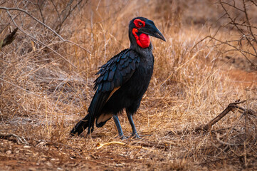 Southern ground hornbill with his black plumage and red throat (scientific name: Bucorvus leadbeateri) is an endangered carnivorous bird only living in Africa. Picture taken in Kruger National Park