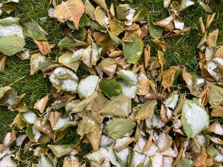 snow covered green leaves on the grass