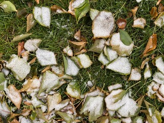 snow covered green leaves on the grass